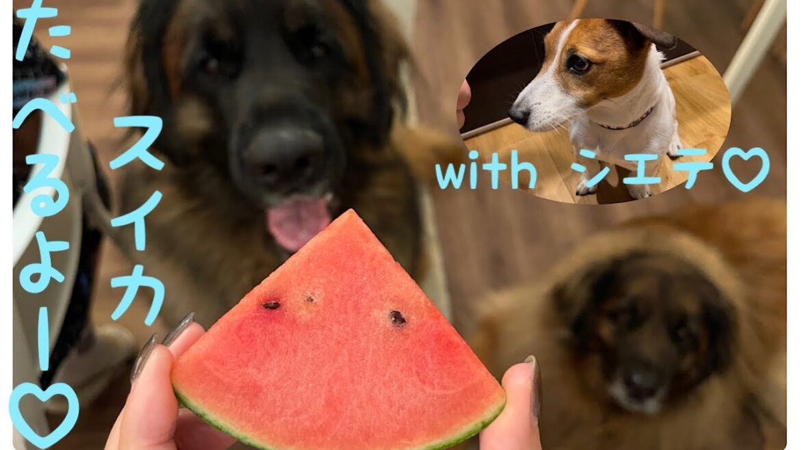 【レオンベルガー】暑いからみんなでスイカを食べる🍉【ジャックラッセルテリア】
