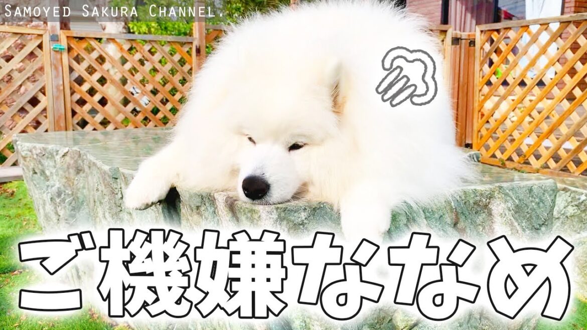 パパが出掛けて不機嫌になるサモエドさくら パパが出掛けて不機嫌になるサモエドさくら