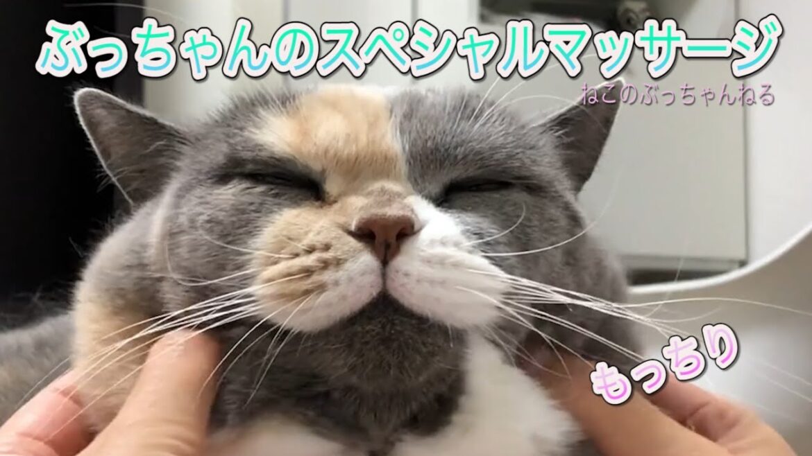 ぶっちゃんのスペシャルマッサージ　ブリティッシュショートヘアー【ねこのぶっちゃんねる】