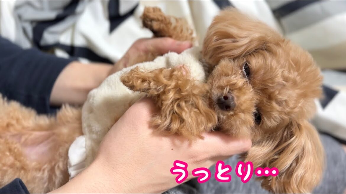 肉球クリームを塗ると、うっとりしちゃう愛犬がかわいい…【トイプードルのコロン】
