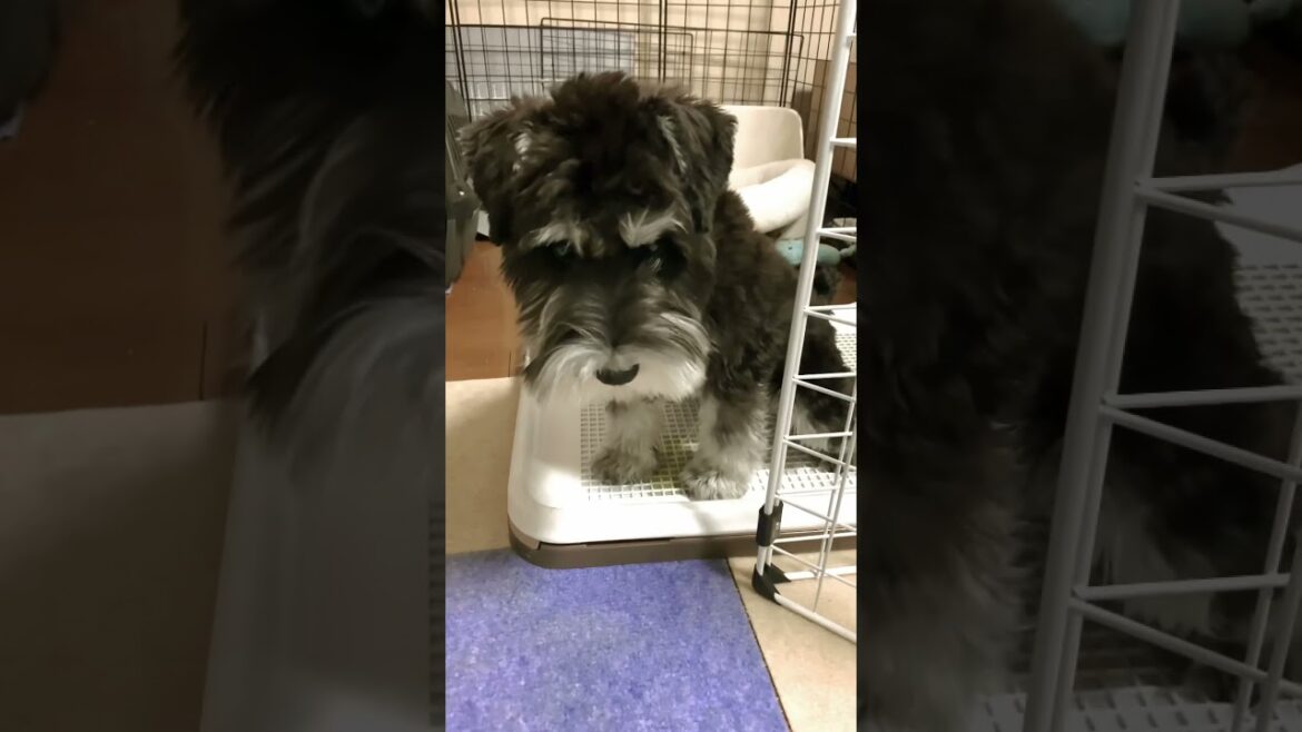 100点満点のオシッコシュナウザー【ミニチュアシュナウザー子犬まろ】