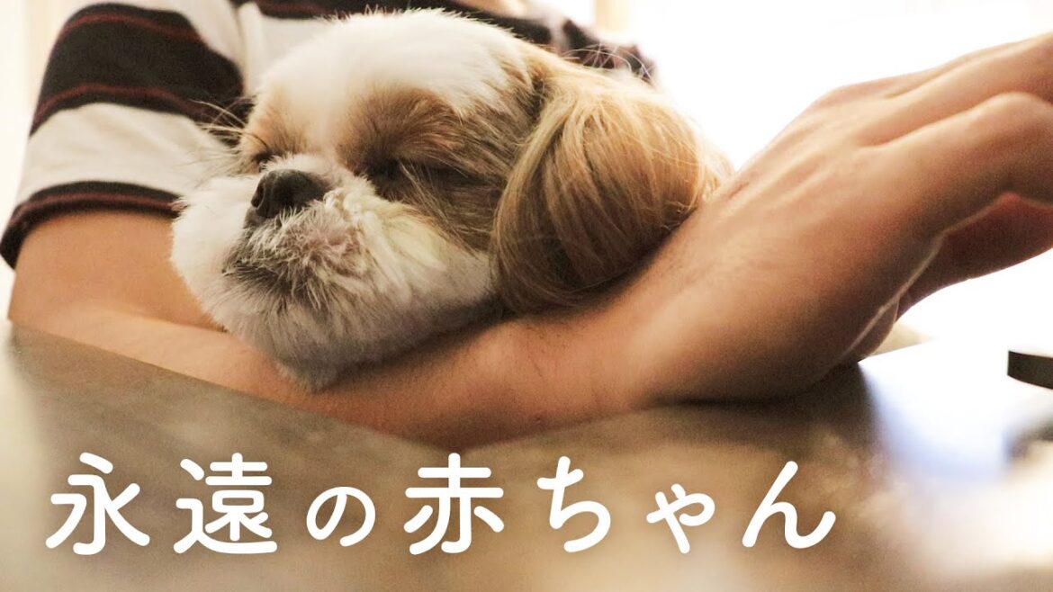 シーズーのお留守番｜寂しすぎてパパに抱っこおねだり【シーズー犬との暮らし】