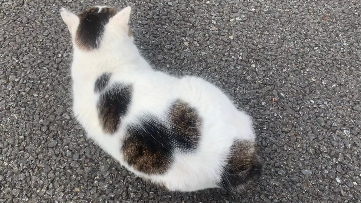 地域猫のフリッフリのボブテイルが可愛すぎました・・・笑