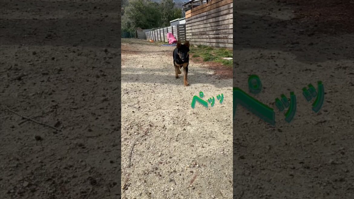 ジャーマンシェパード　germanshepherd