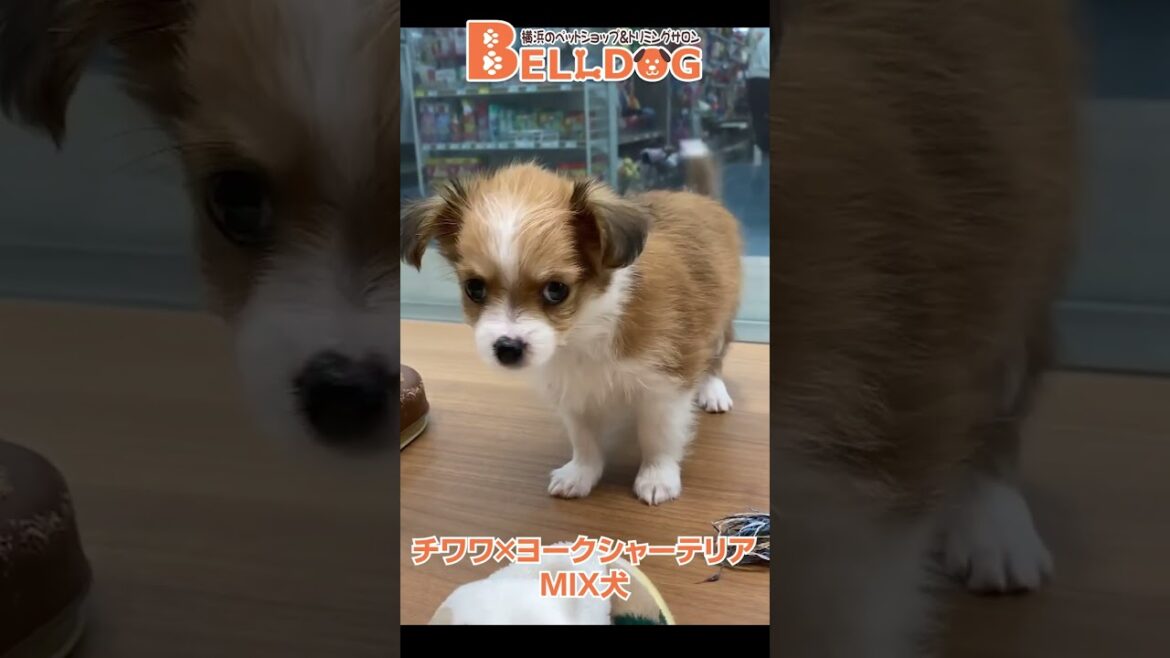 かわいい犬紹介 チワワ×ヨークシャーテリアのMIX犬【横浜ペットショップ ベルドック】#shorts #犬のいる暮らし