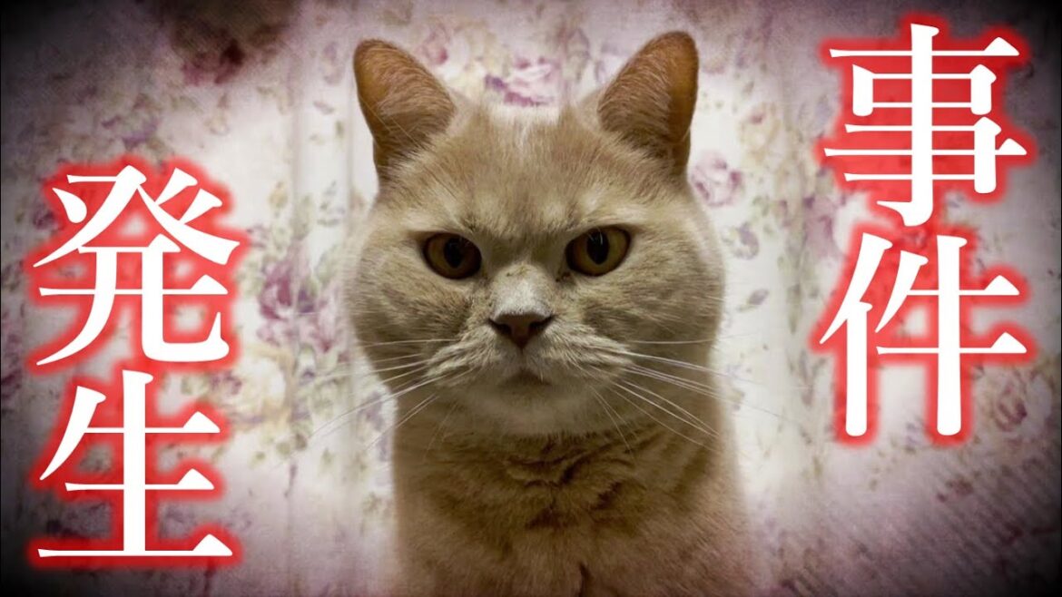 さらなる事件が発生しました【モフ猫「ましゅー」】不調事件
