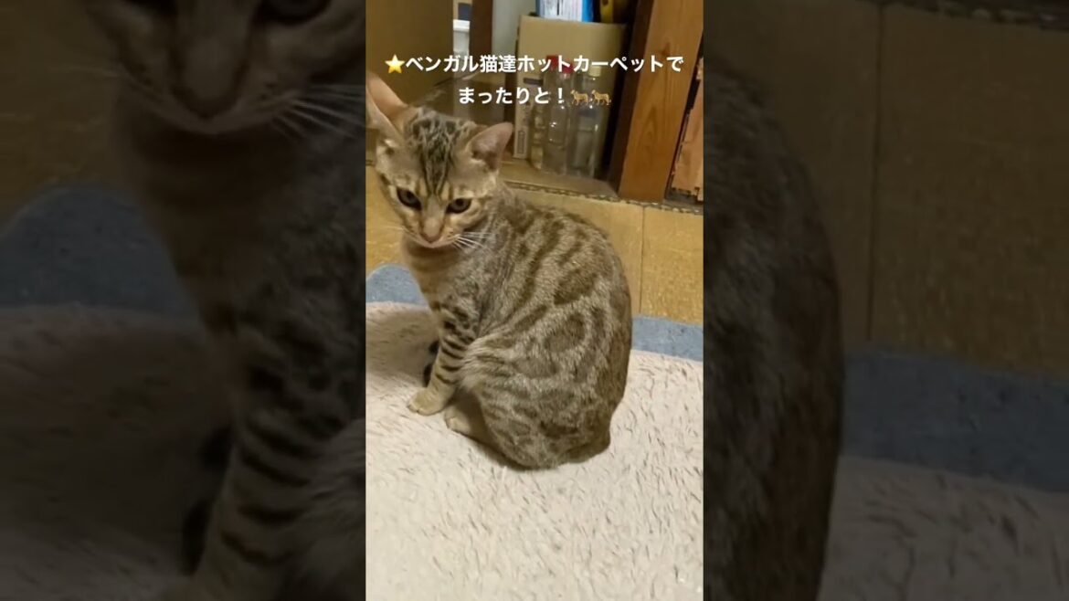 #ベンガル猫 #bengali # cat★ベンガル猫達ホットカーペットでまったりと!(Bengal)🐆🐆(20230120ー4)*兄弟子猫のオスのレオちゃんは、tanabata77さん下記へ↷ #ベンガル猫 #bengali # cat★ベンガル猫達ホットカーペットでまったりと!(Bengal)🐆🐆(20230120ー4)*兄弟子猫のオスのレオちゃんは、tanabata77さん下記へ↷