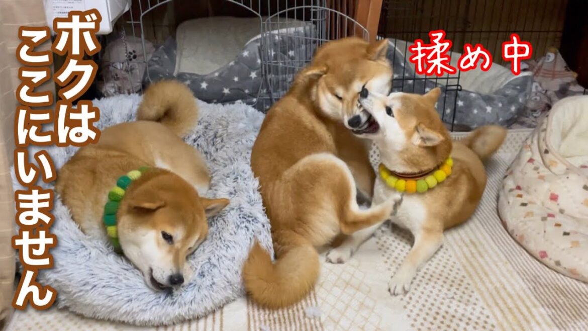 巻き込まれたくない柴犬は存在を消しますw