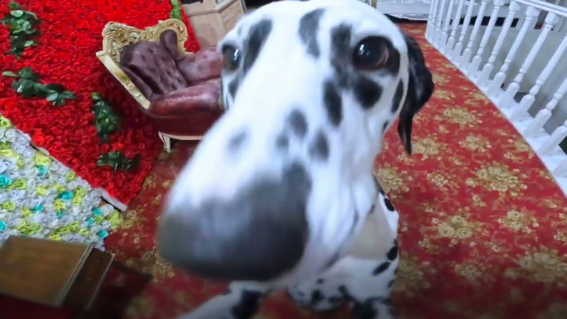 ダルメシアン🐕