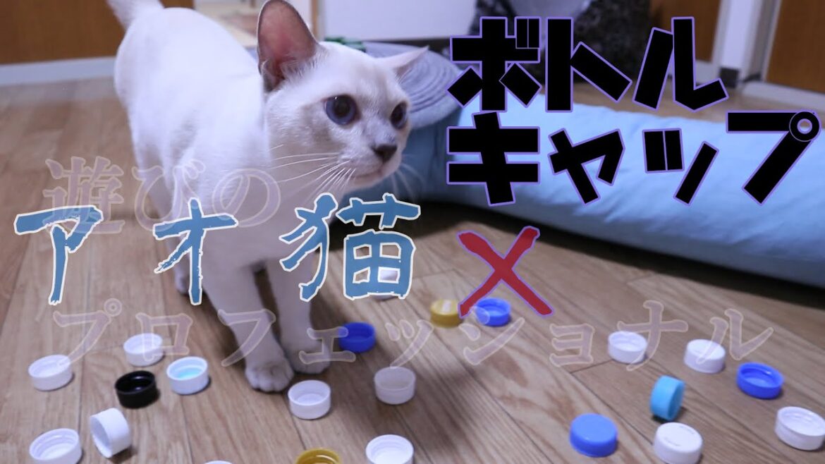 【トンキニーズ】ボトルキャップ×アオ猫 【アオ猫動画Vol.25】【シャム猫とバーミーズのハイブリッド猫】【ボトルキャップ】【Tonkinese】【プラチナミンク】