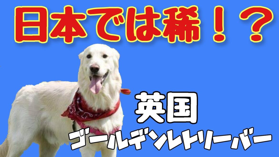【動物 犬】日本では稀なの⁉︎英国ゴールデンレトリーバー