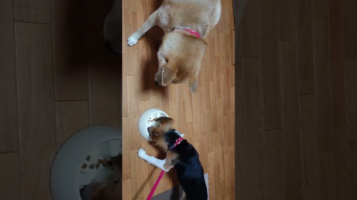 ビーグル子犬の食事 beagle puppy diet