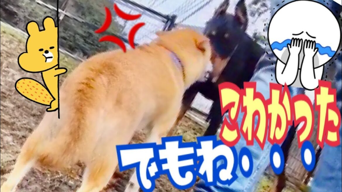 【柴犬 もみさん】(ドッグラン）ドーベルマン様の　優しさに気付く　犬♡　Shiba Inu Ｍomisan　knows the kindness of Doberman