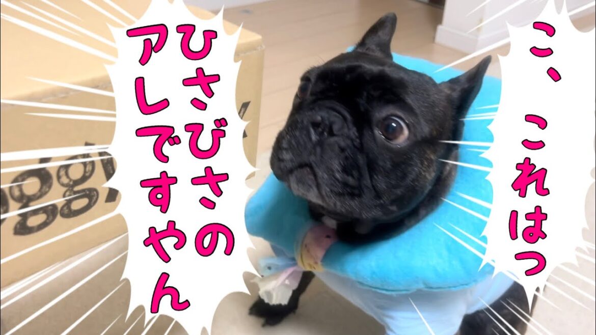 久しぶりに届いたアレに多分ハッスルしてるフレンチブルドッグ【ドギーボックス】