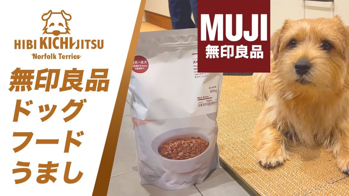 愛犬キチ MUJIのドッグフードうまし ♪【無印良品 ノーフォークテリア norfolkterrier 】