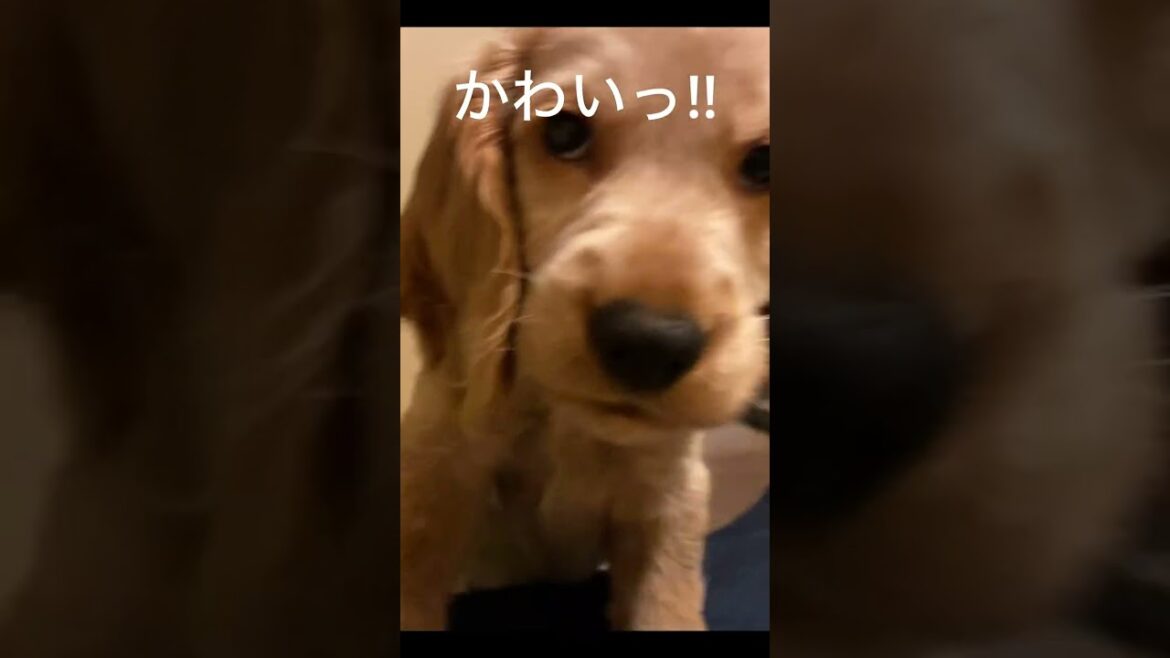ぴょんぴょんめーやんcocker spaniel puppy！There are a lot of other videos on this channel. Come on in! #shorts