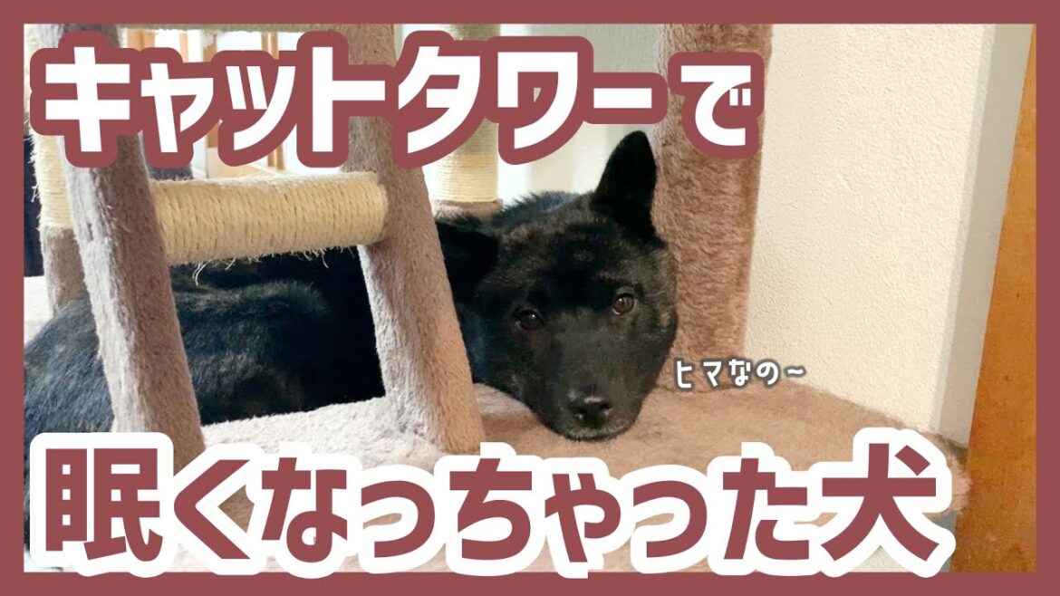 【甲斐犬】猫用のハンモックで寝ようとする甲斐犬ツムギが可愛すぎる！