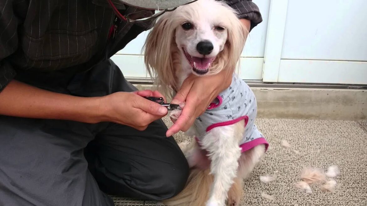 犬のしつけ　チャイニーズ・クレステッド・ドッグ　爪切り　静岡県浜松市