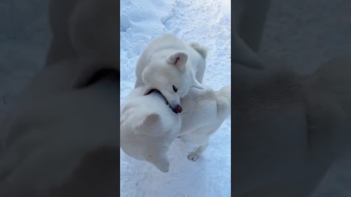 秋田犬「TAM＆雪」今年初のファイティング