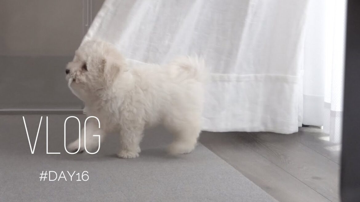 大人しかった子犬が無駄吠えや甘噛みが増えて豹変してきた/暴れん坊ビションフリーゼ 大人しかった子犬が無駄吠えや甘噛みが増えて豹変してきた/暴れん坊ビションフリーゼ