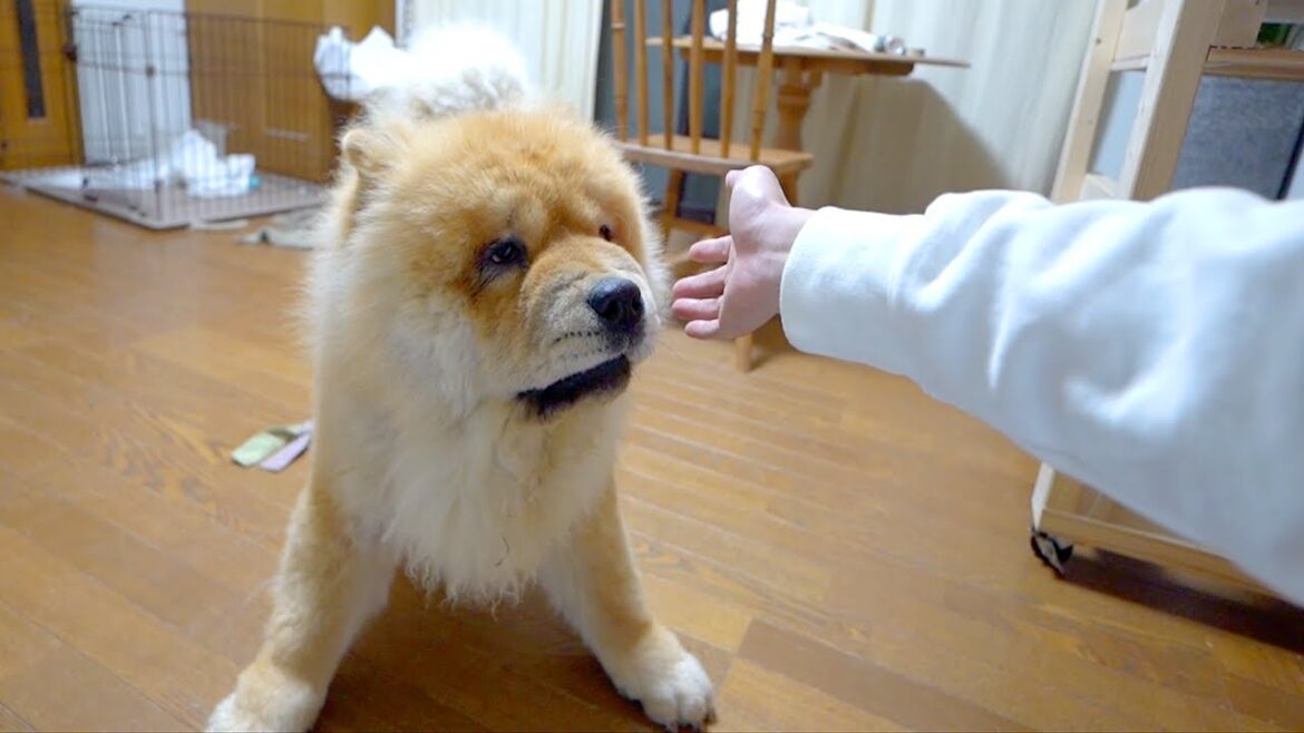 飼い主の帰宅にテンションが上がりすぎてなでなでをサイドステップで華麗によけてしまうチャウチャウ犬