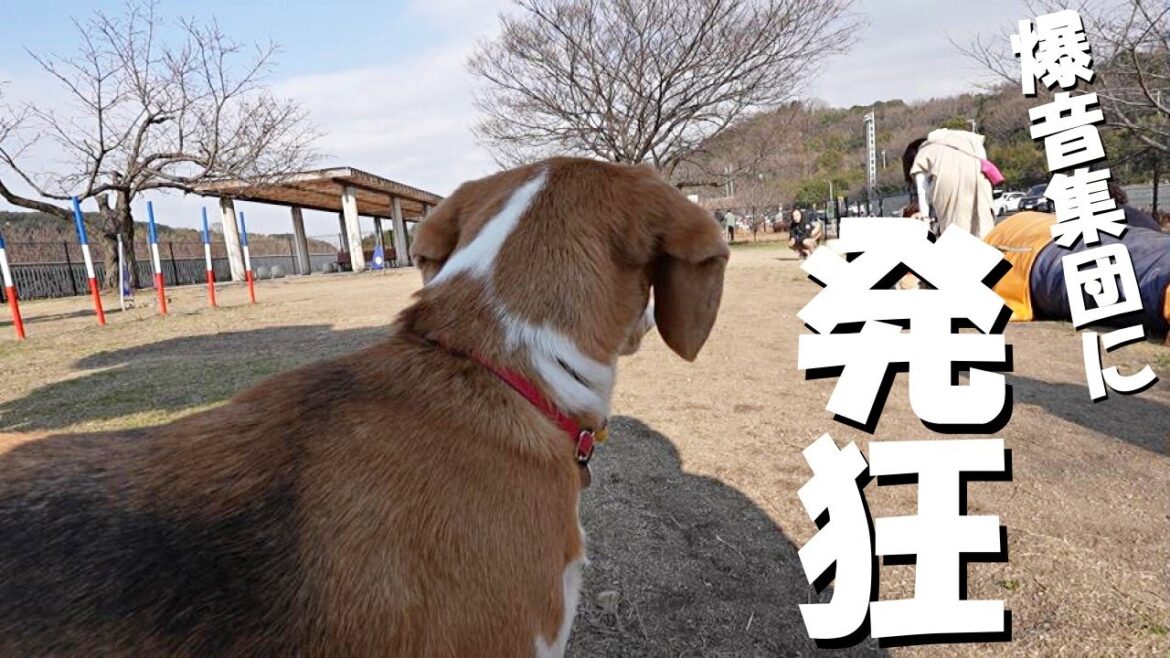 スーパーカー集会の爆音に興奮しっぱなしのビーグル犬