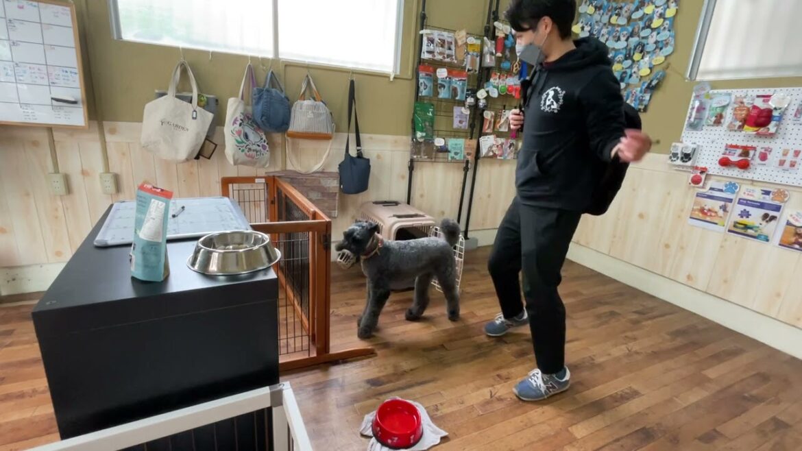 ケリーブルーテリアの”マーフィーくん”と”刺激がある中でハウスに入る練習！