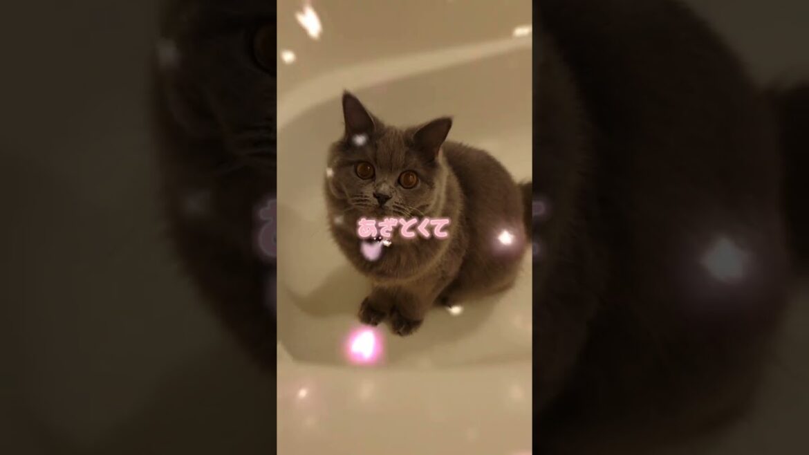 かわいくてごめん【サイベリアン・キキのKIKICHANNEL】#shorts #サイベリアン  #猫