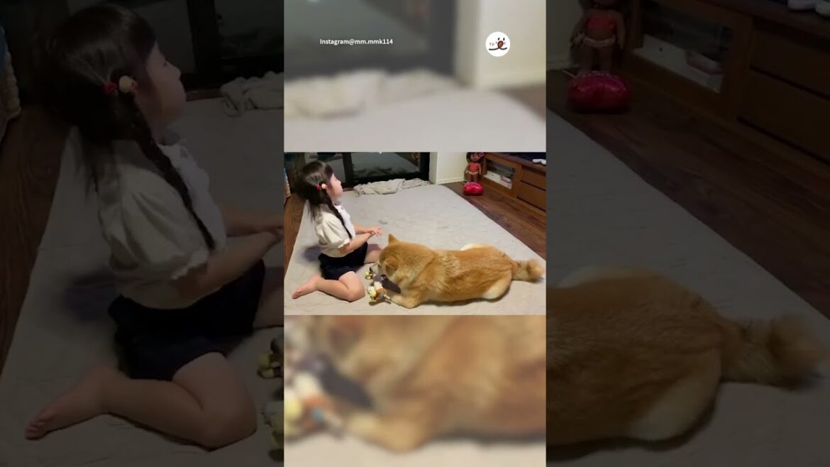 柴犬お兄ちゃんをナデナデしてくんくんすると…😂|PECO 柴犬お兄ちゃんをナデナデしてくんくんすると…😂|PECO