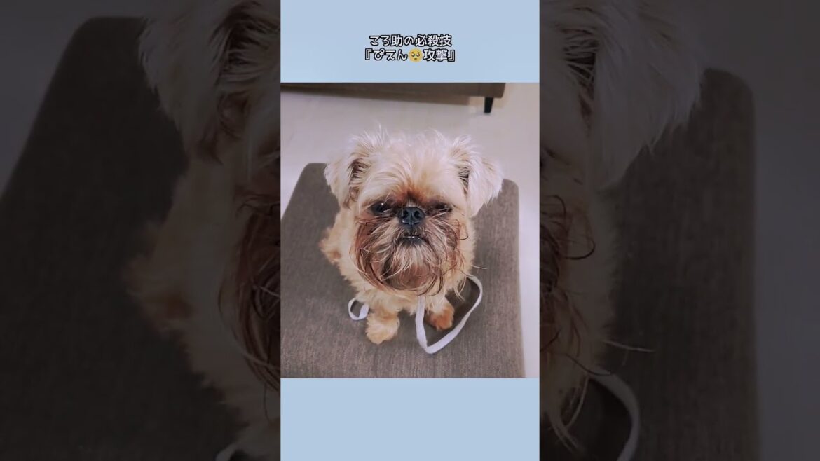【ころ助の必殺技】ぴえん攻撃🥺 #shorts #犬 #ブリュッセルグリフォン