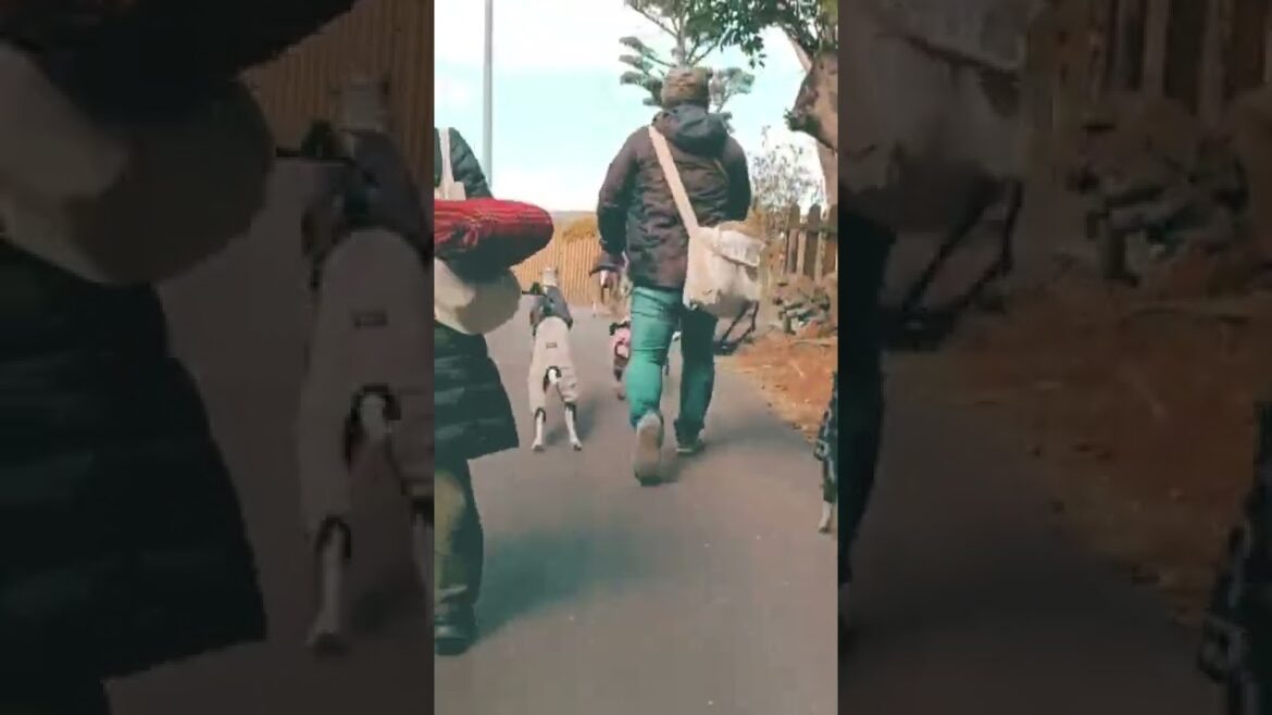 5W【Wild World Walking With Whippet】Q『ウィペットってどんな犬？ What's whippet dog?』A『メッチャ歩くで！ So Walking dog!』