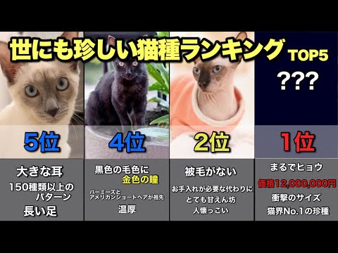 【知ってたら猫博士】世にも珍しい猫種ランキングTOP5 【知ってたら猫博士】世にも珍しい猫種ランキングTOP5