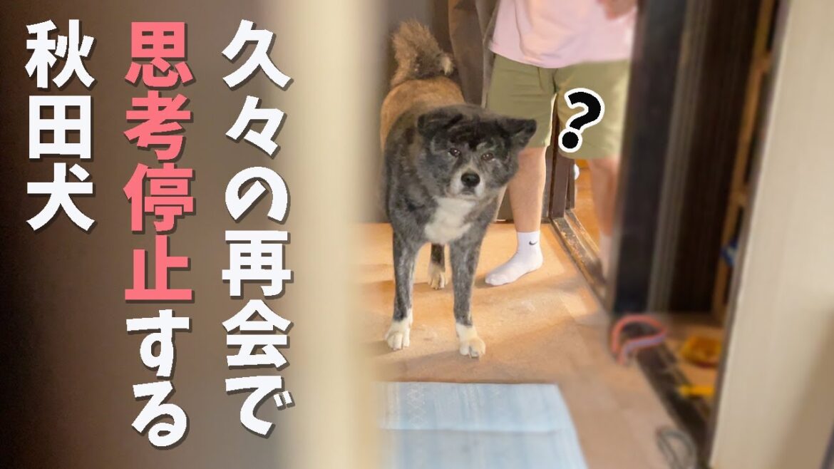 いつもの激しい出迎えがない！？と思ったら・・・【秋田犬】【大型犬】【akita dog】