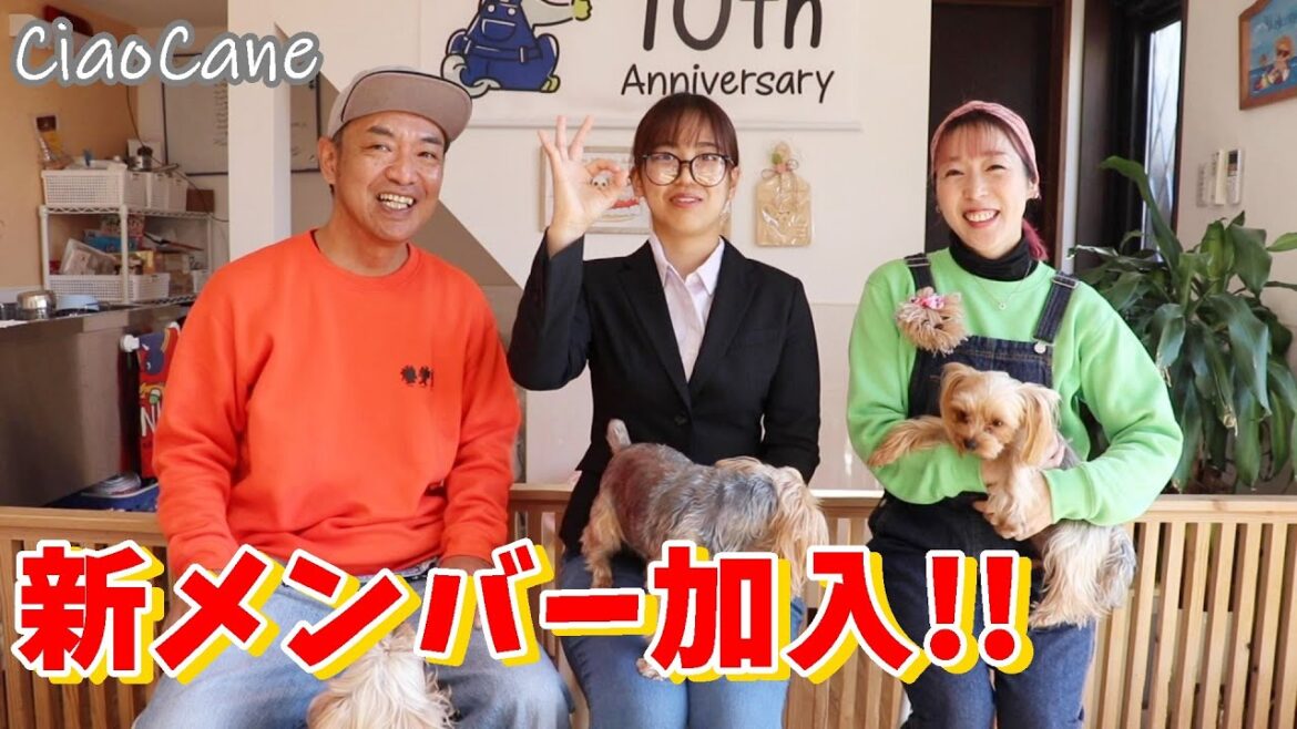 新メンバー加入!TikTok始めます!【ヨークシャーテリア専門犬舎チャオカーネ】 新メンバー加入!TikTok始めます!【ヨークシャーテリア専門犬舎チャオカーネ】