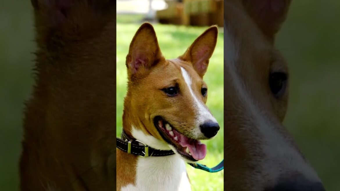 Basenji: O cão que Uiva