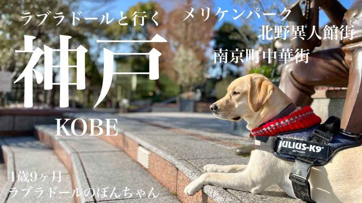 【ラブラドール#86】THE神戸観光でオシャレを気取るラブラドールレトリバー★ メリケンパーク　北野異人館街　南京町中華街　labrador retriever 大型犬  ぼんちゃん