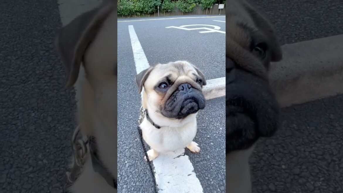 [パグ]🅿️駐犬中🐶ｵｽﾜﾘ お利口さん😄 (parked dog) #shorts