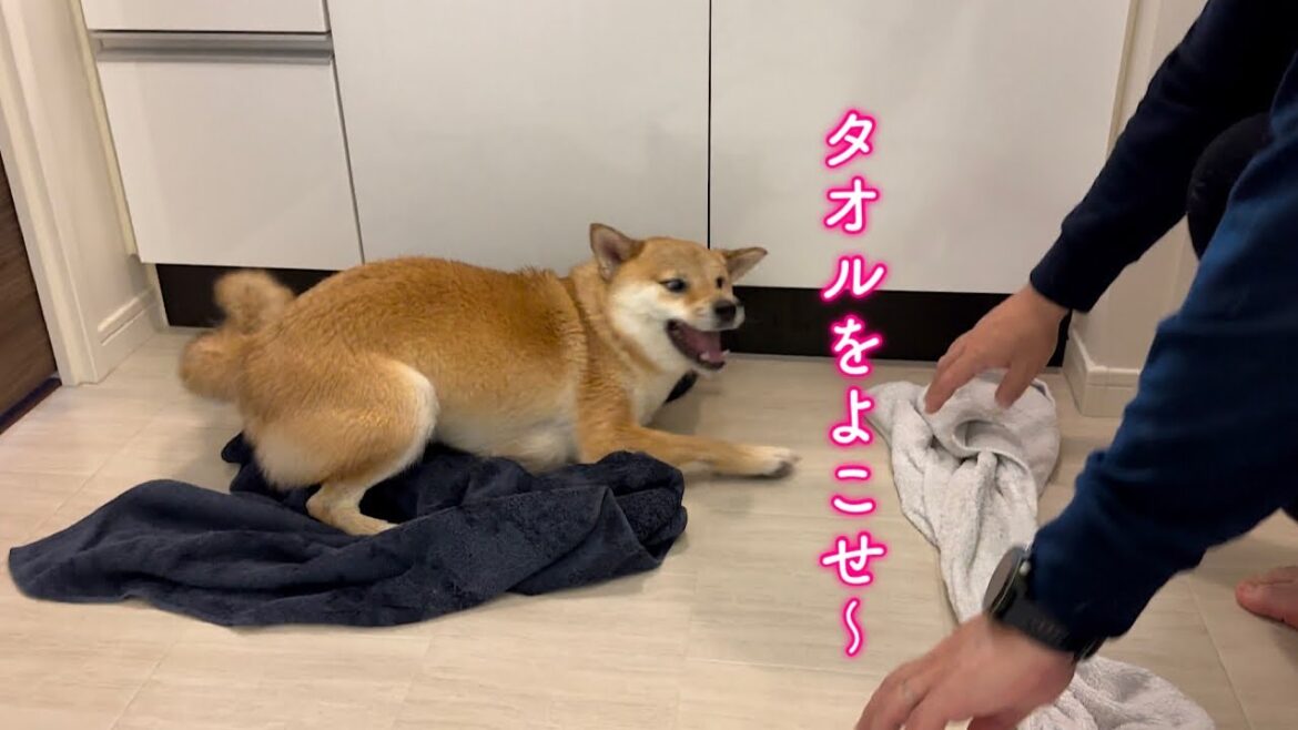 地獄のフルコースから解放されてドジョウ犬と化した柴犬が可愛すぎる 地獄のフルコースから解放されてドジョウ犬と化した柴犬が可愛すぎる