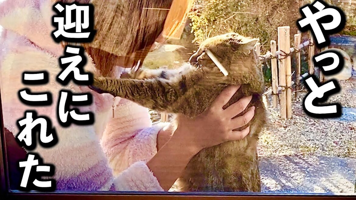 庭に住みついた野良猫を家猫へ#2【感動の保護当日】 庭に住みついた野良猫を家猫へ#2【感動の保護当日】