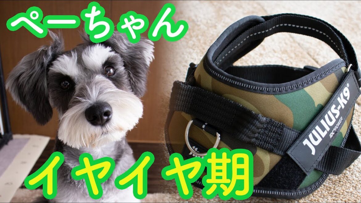 【ハーネス嫌がる】ミニシュナペーちゃん奮闘記