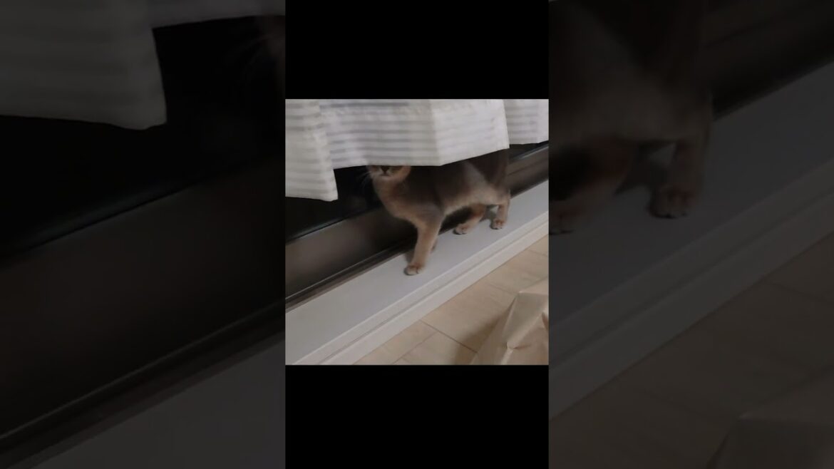 三度見する子猫【アビシニアン】 #shorts