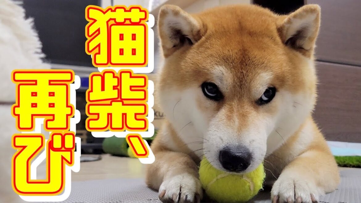 猫の鳴き真似するママを一生懸命ものまねする柴犬が健気