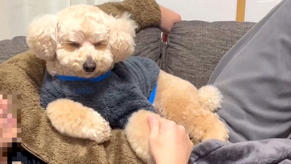 いつも睡魔と闘って負けてる大きいトイプードル【デカプー】【トイプードルのロアくん】【toy poodle】