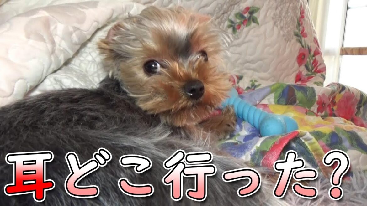 【ヨークシャテリア】コタツ周りで個性を出すヨークシャテリア【Yorkshire Terrier】