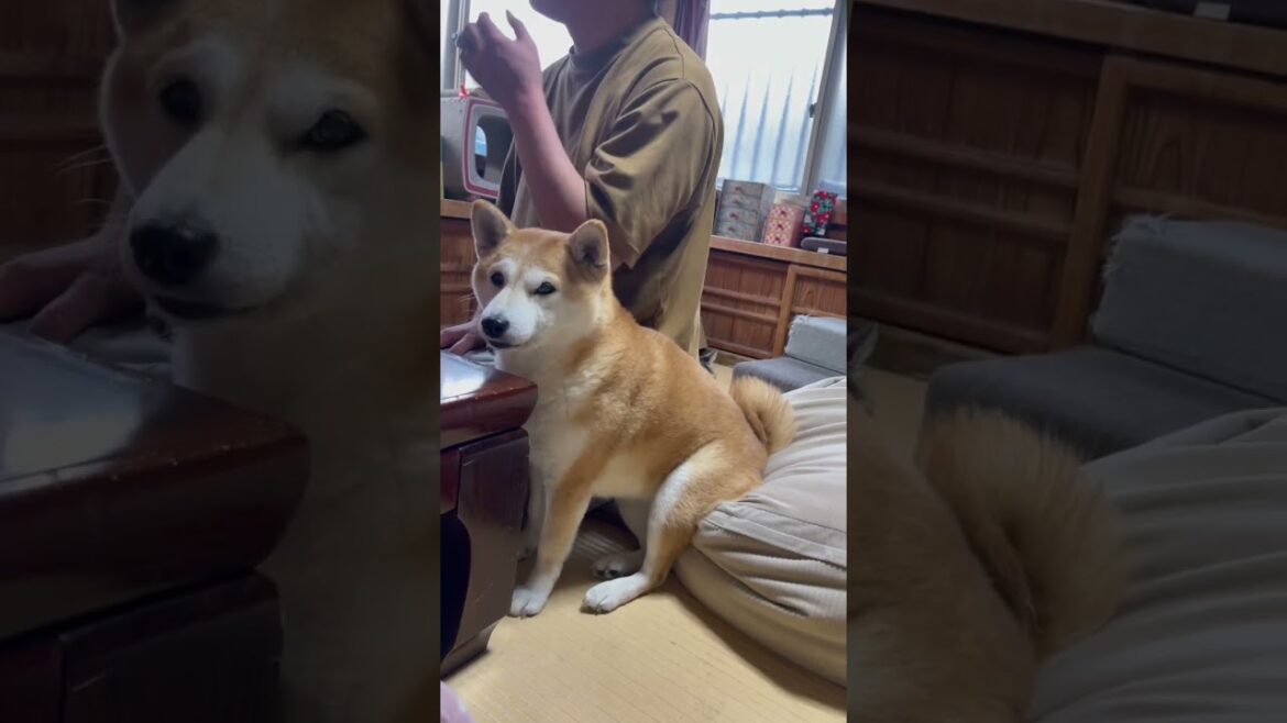 椅子の使い方を完全に理解している柴犬　Momo understands how to use a chair