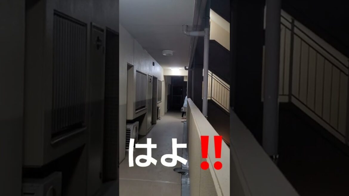 【兄貴今行くで】ウィペットのカイトオッサン深夜の出動。愛しの兄貴を迎えに行くよ。ノリノリお利口や～(*ﾟ∀ﾟ)！Lovely Whippet Dog KAITO Pick you up Brother