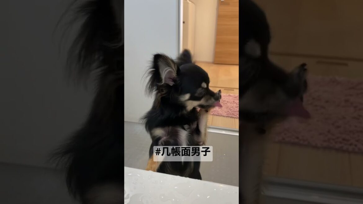 かわいい犬|ロングコートチワワのウルくん【几帳面男子～ママお風呂長くない？】