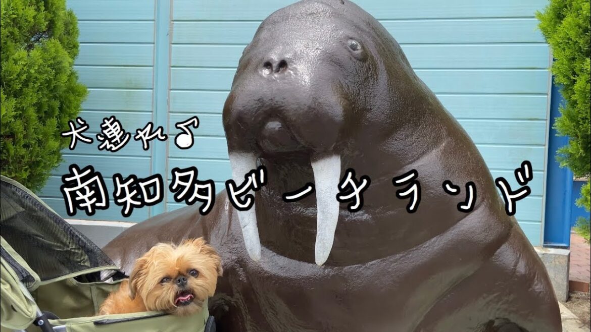 犬連れ南知多ビーチランド【犬】【ブリュッセルグリフォン】