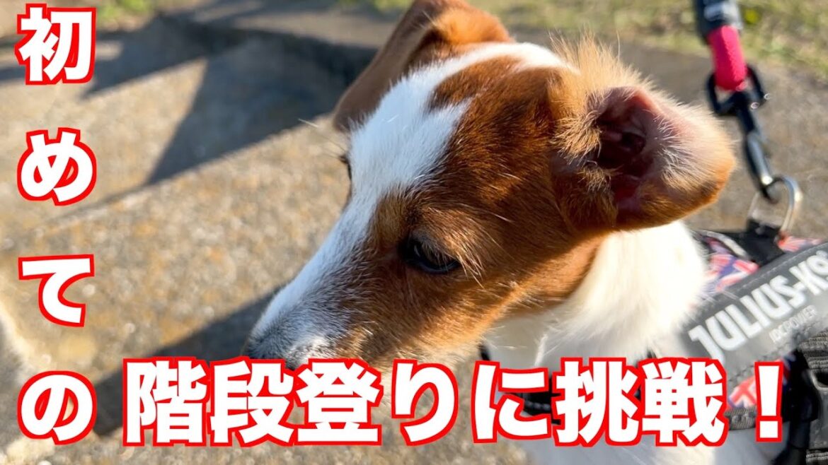 【ジャックラッセルテリア】子犬ちゃん初めての階段登り！ちゃんと登れるかな！？動物癒し動画「にくきゅう」