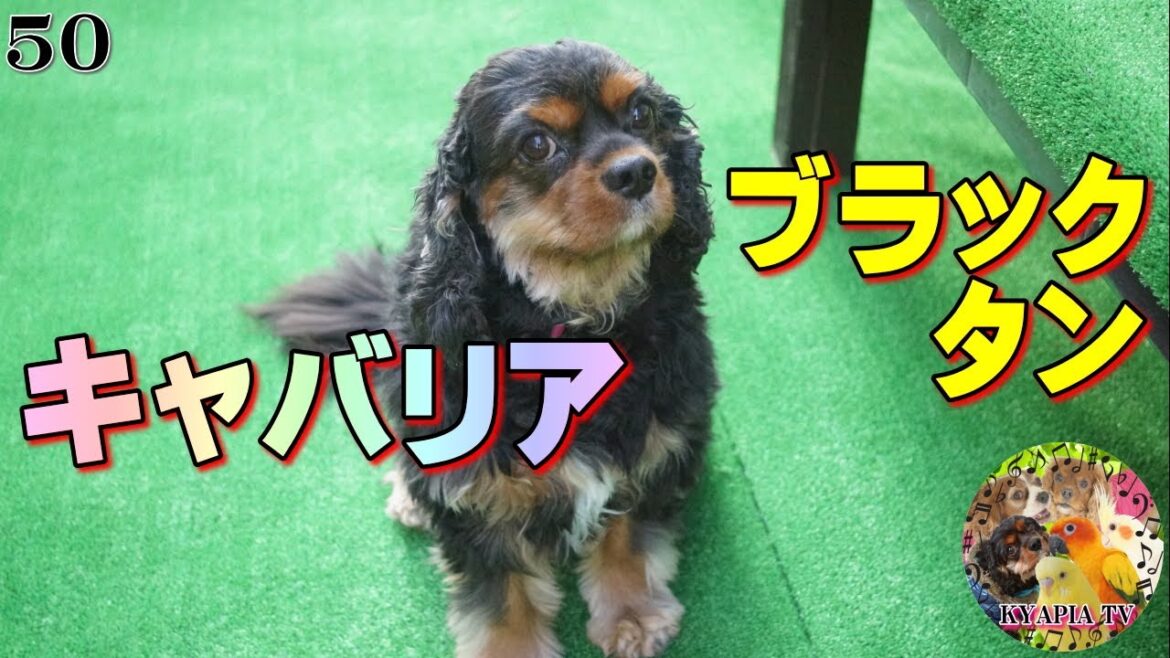 キャバリアキングチャールズスパニエル 黒 ブラックタン 可愛い仕草【50】